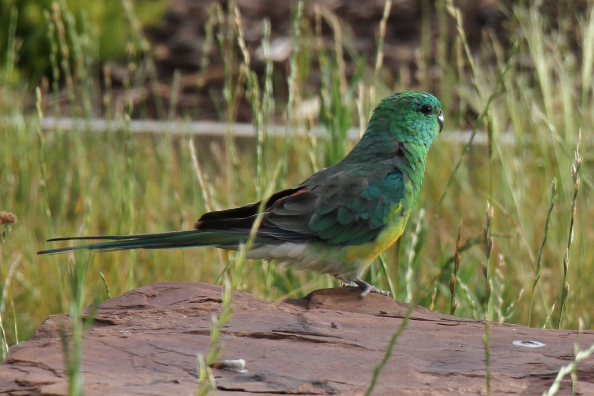 Red-rumped Parrot - ML615572326