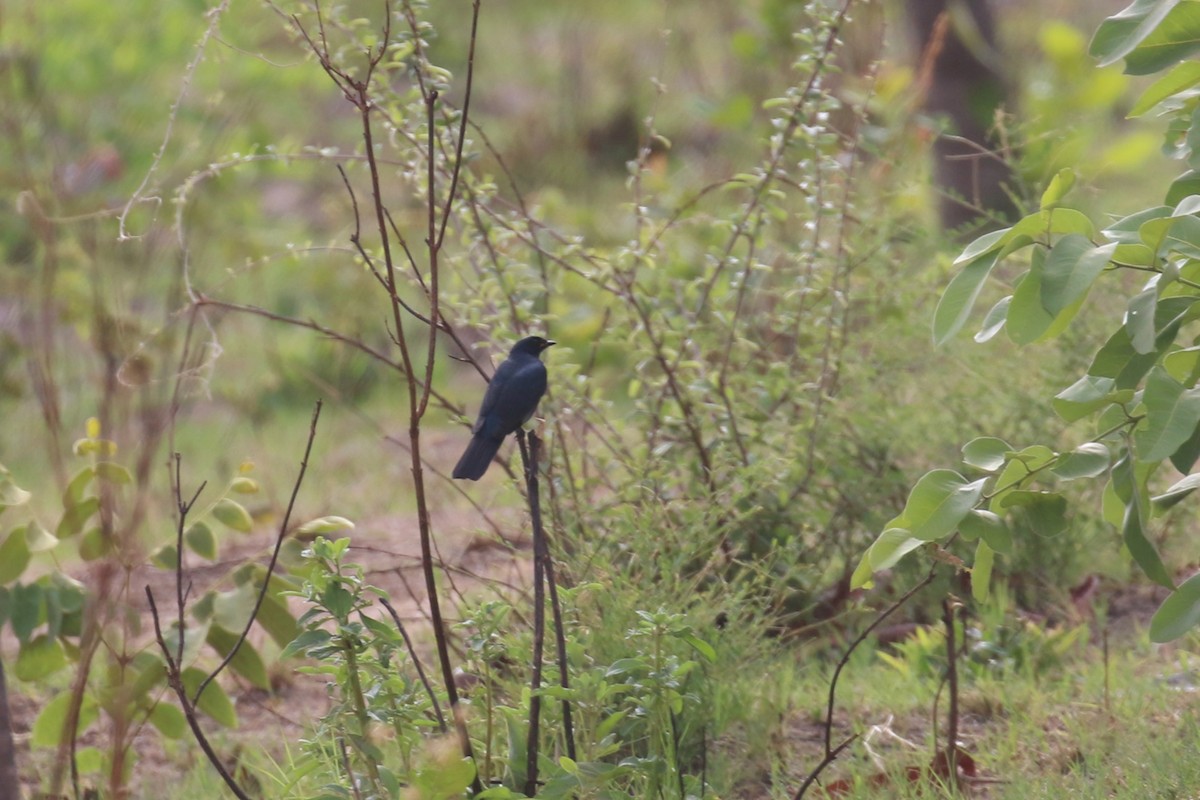 Black Cuckooshrike - ML615572330