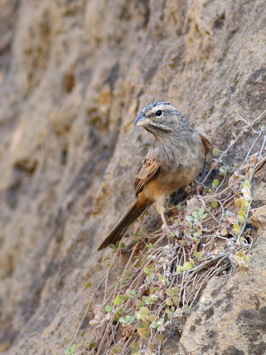 Striolated Bunting - ML615572395