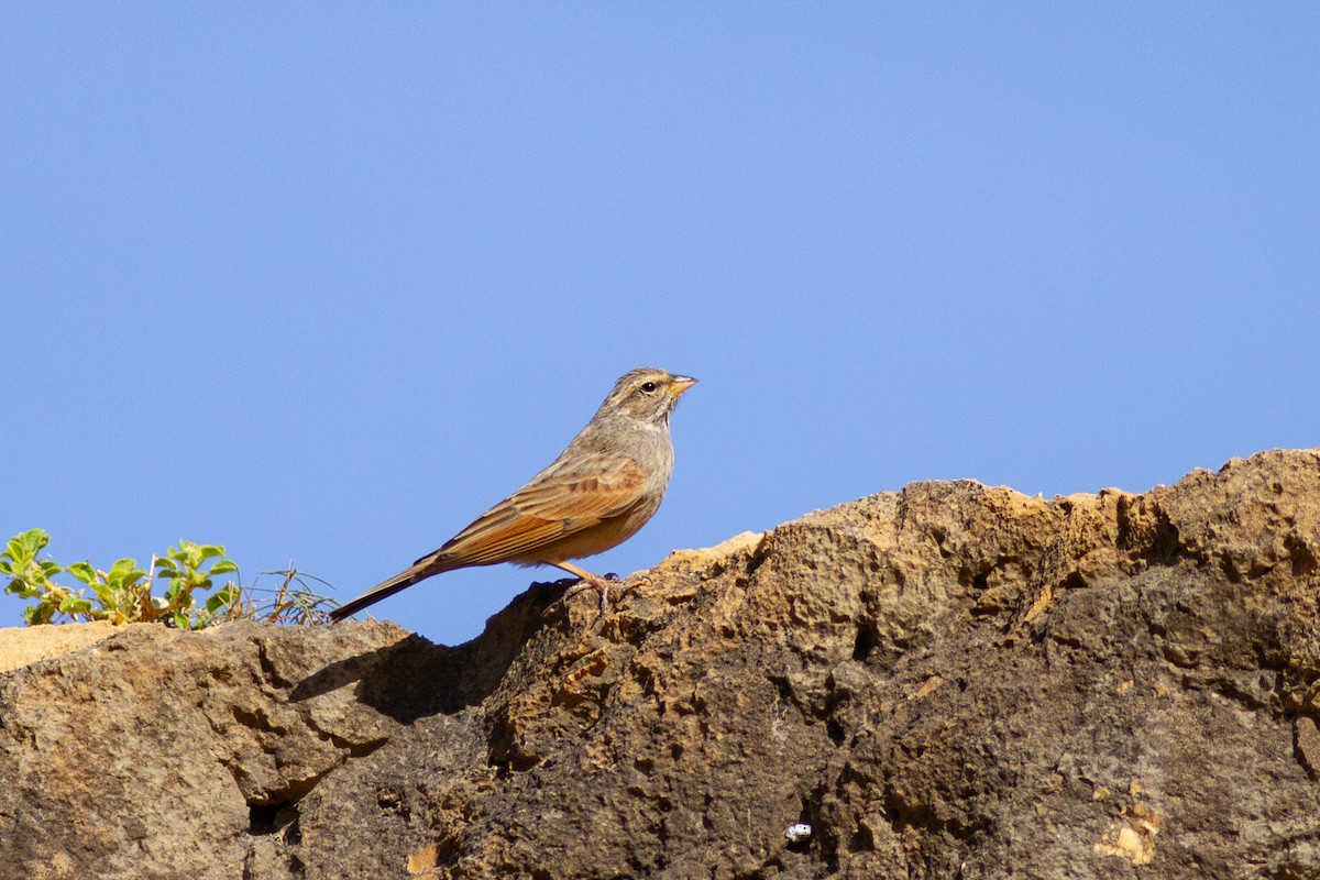 Striolated Bunting - ML615572425