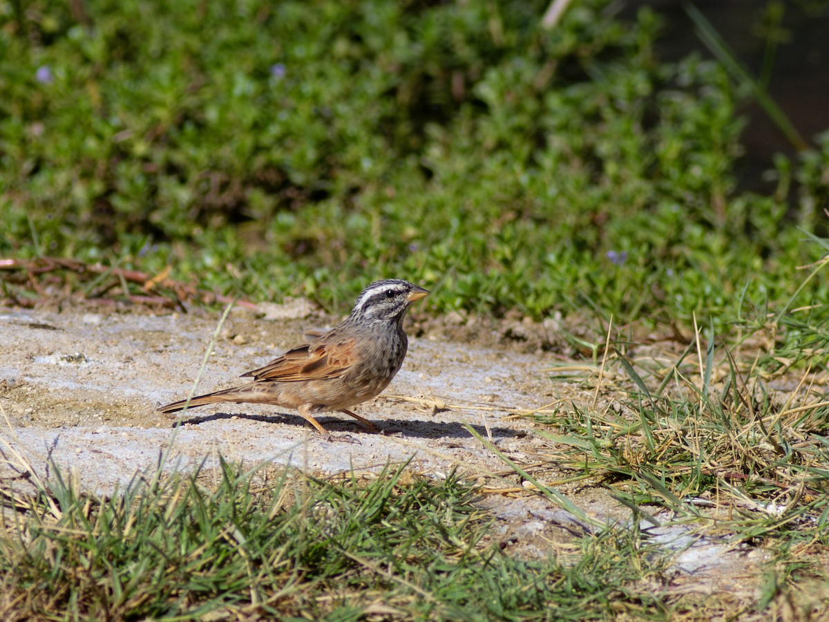 Striolated Bunting - ML615572433