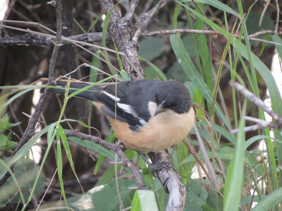 Southern Boubou - ML615572447