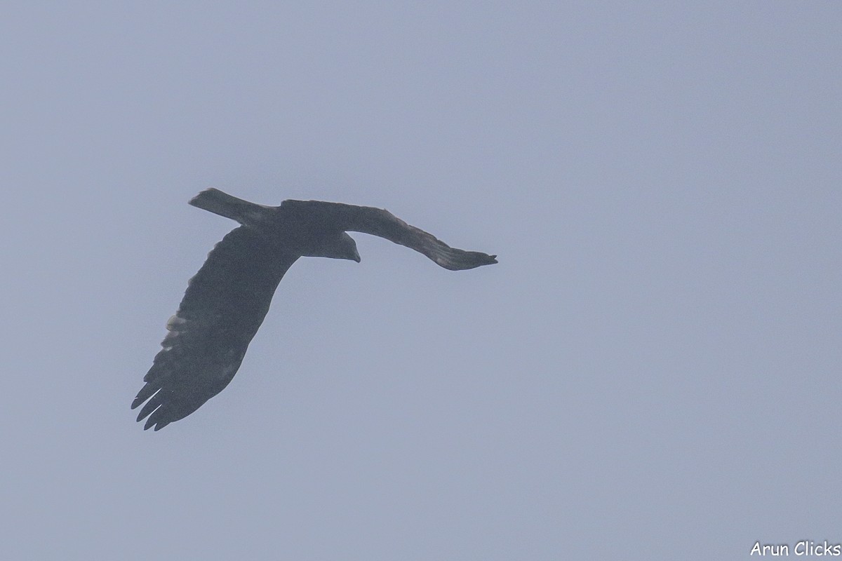 Águila Calzada - ML615572471