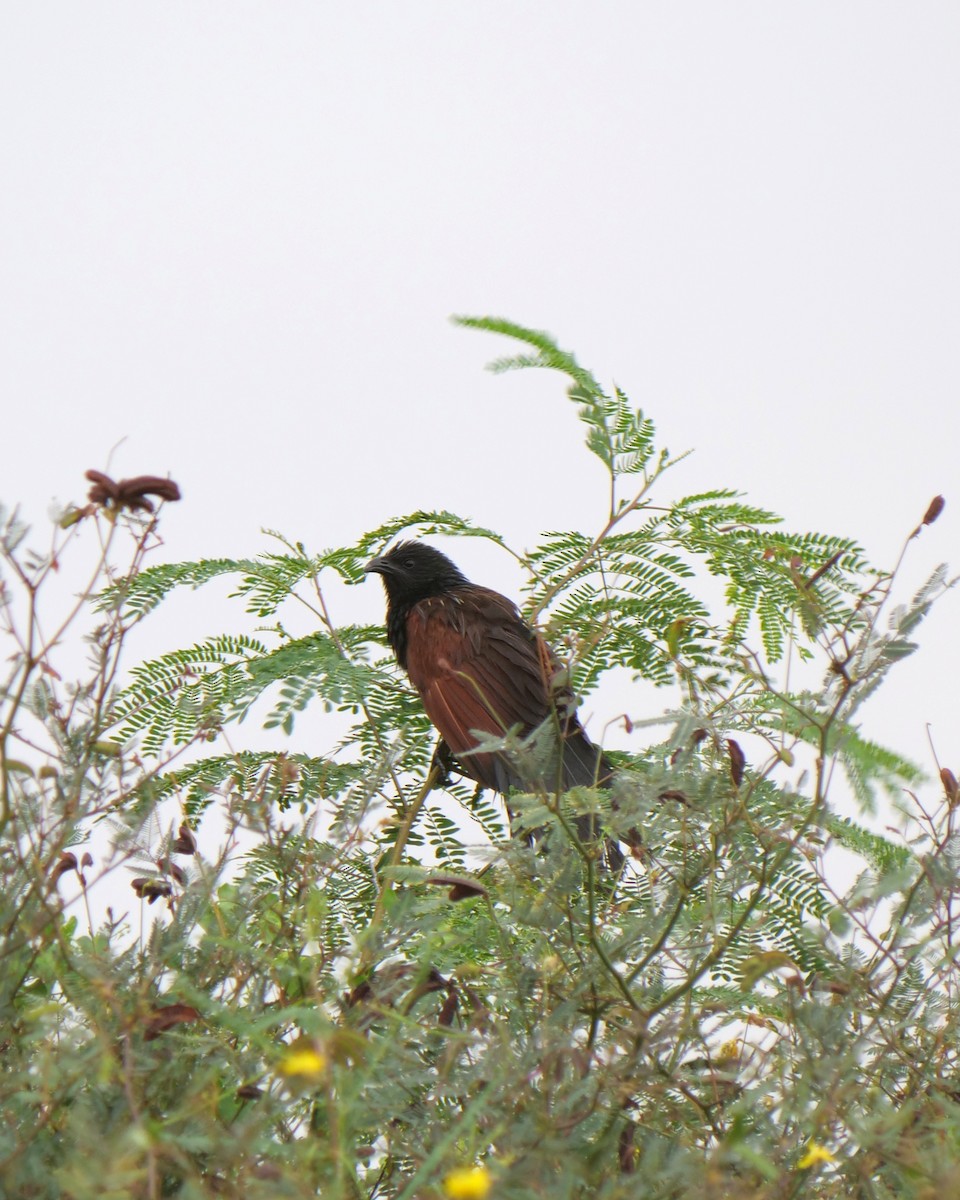 Lesser Coucal - ML615572493