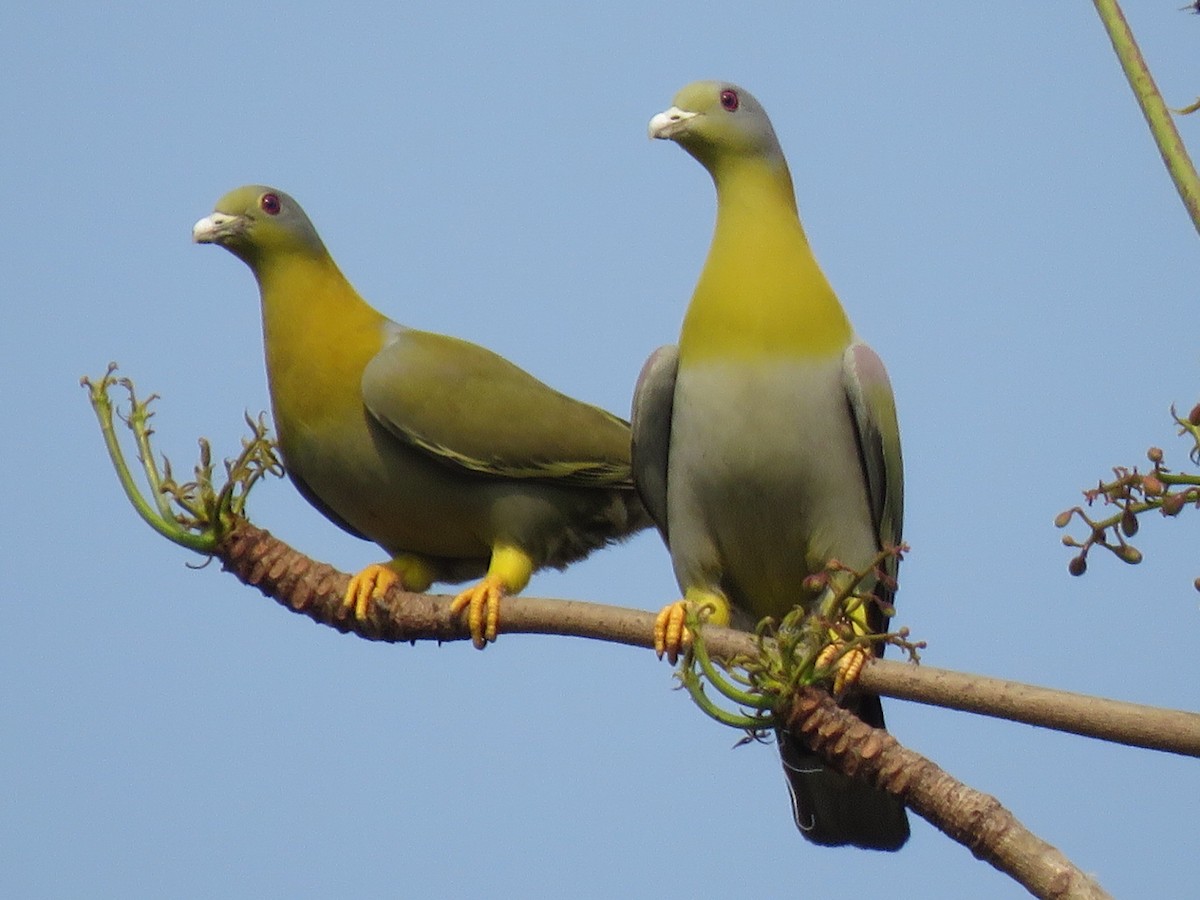Yellow-footed Green-Pigeon - ML615572560