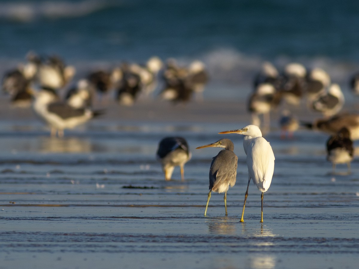 Western Reef-Heron - Zsombor Károlyi