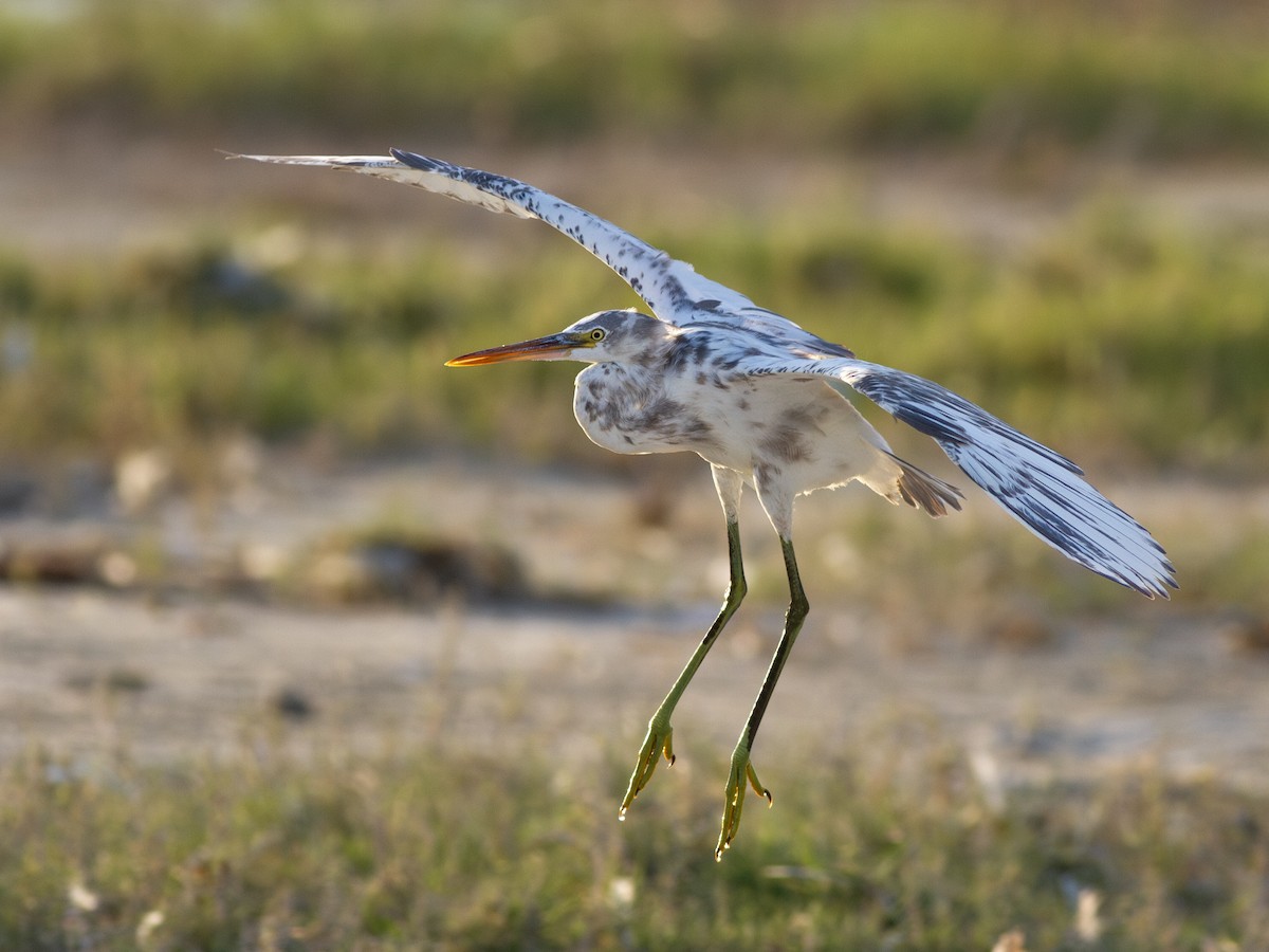 Western Reef-Heron - Zsombor Károlyi