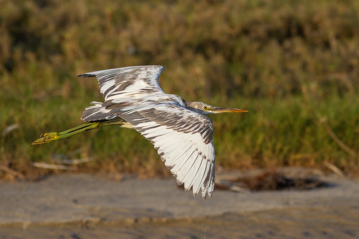 Western Reef-Heron - Zsombor Károlyi