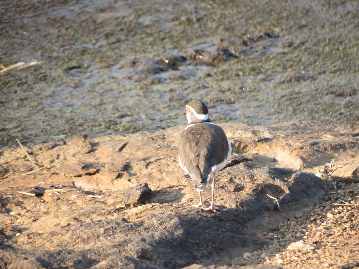 Three-banded Plover - ML615572570
