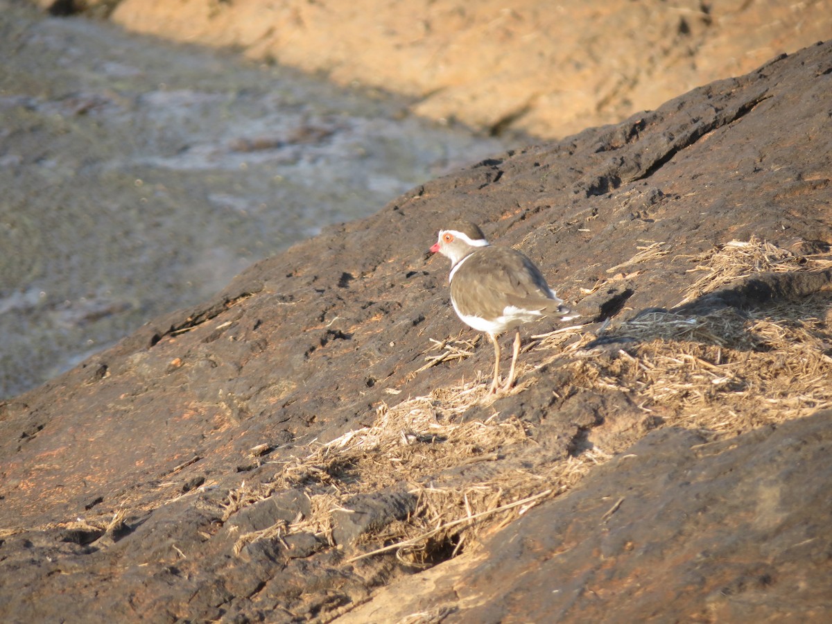 Three-banded Plover - ML615572571
