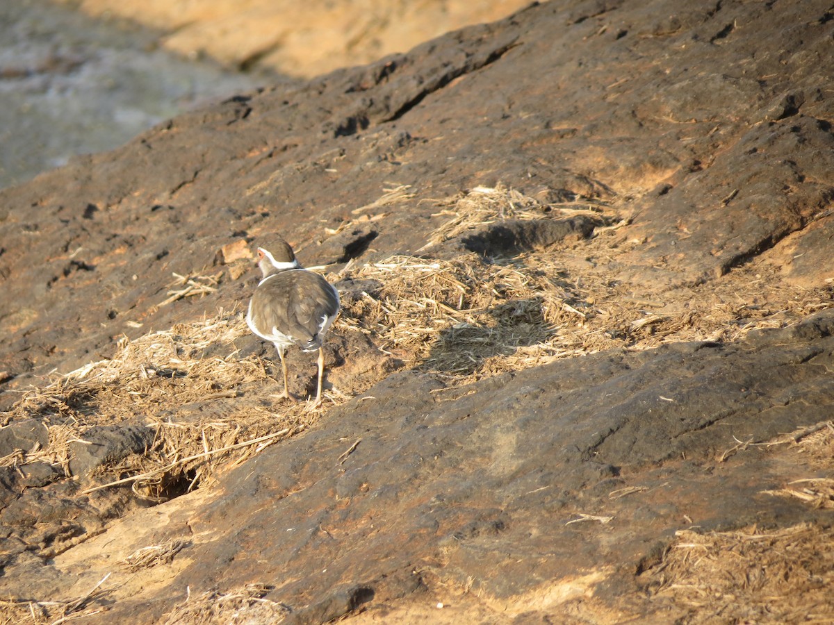 Three-banded Plover - ML615572572