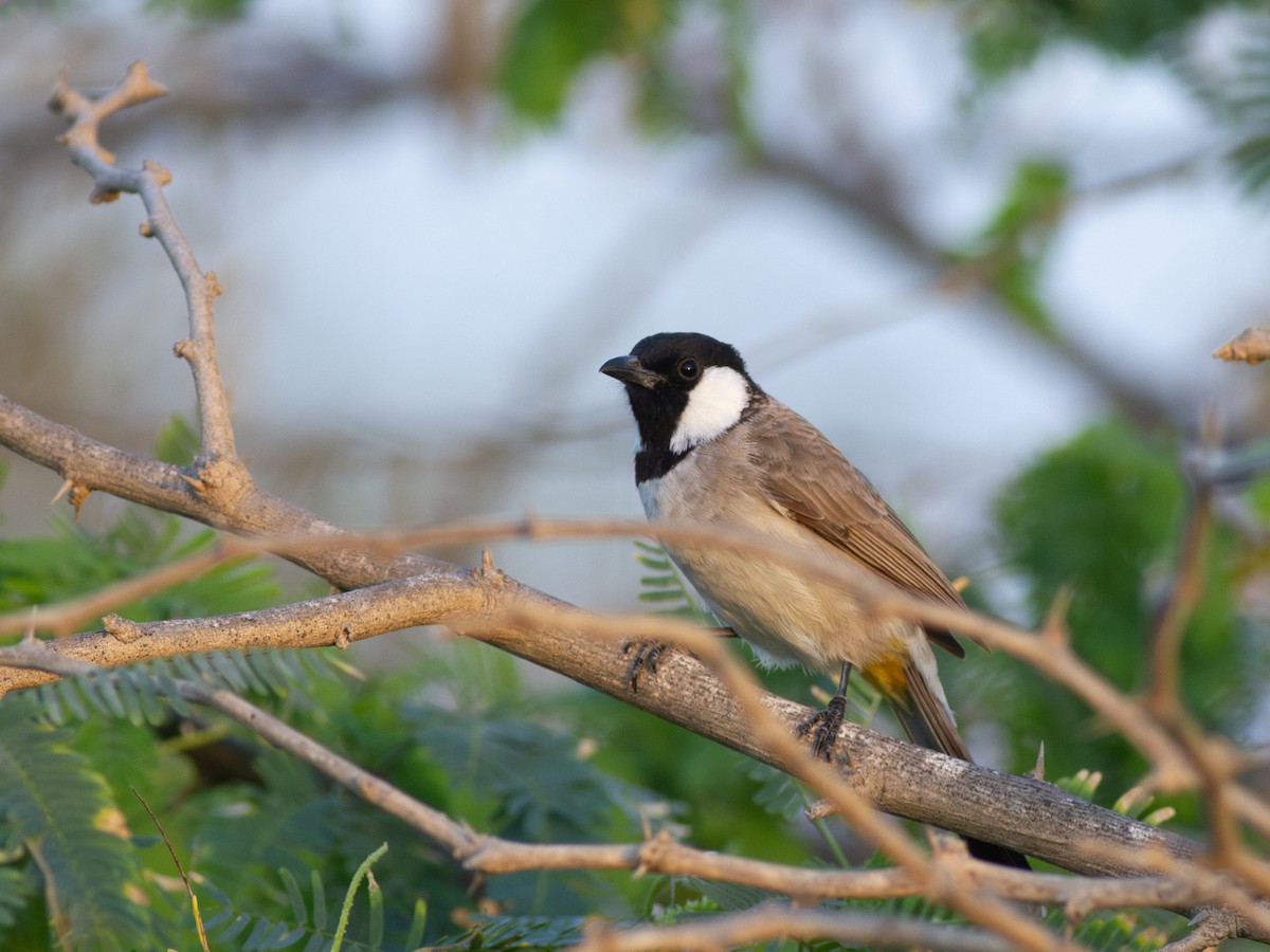 bulbul bělouchý - ML615572578