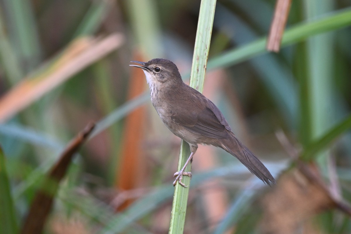 Highland Rush Warbler - ML615572593