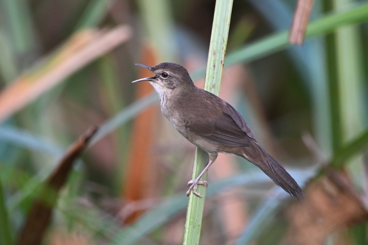 Highland Rush Warbler - ML615572596