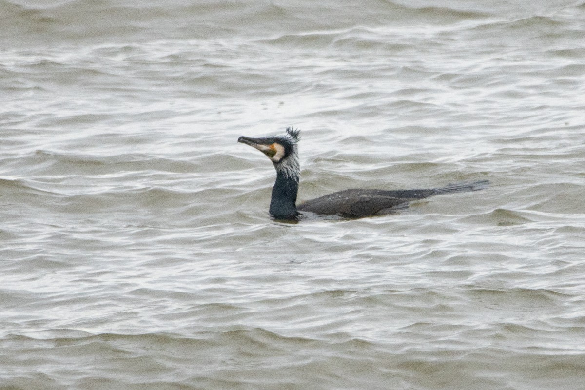 Great Cormorant - ML615572606