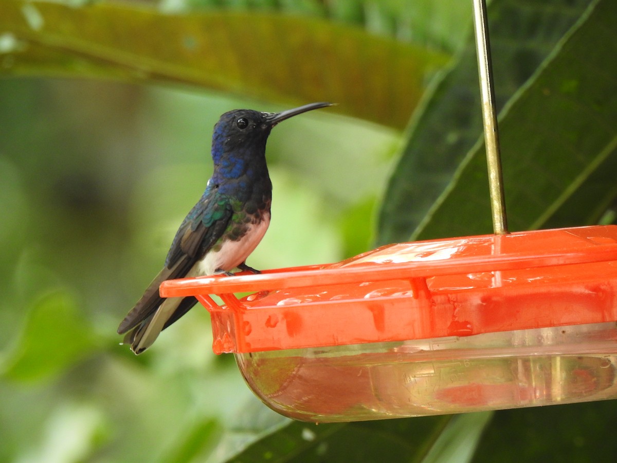 White-necked Jacobin - ML615572624