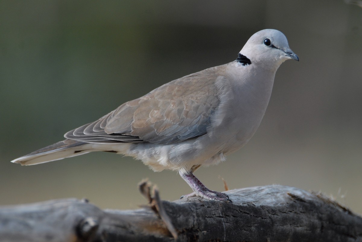 Ring-necked Dove - ML615572628