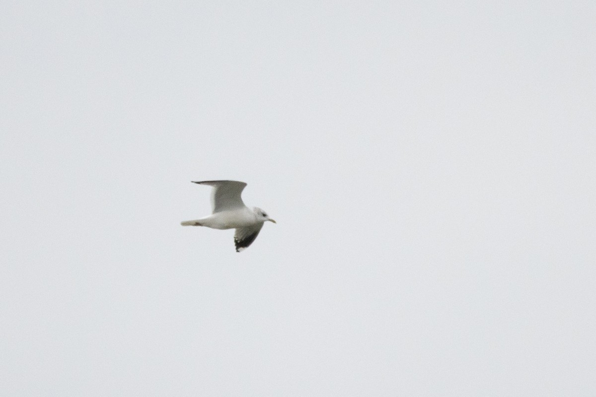 Common Gull - ML615572678