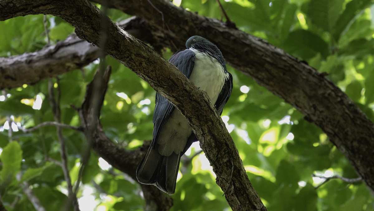 Маорийский плодовый голубь (novaeseelandiae) - ML615572715