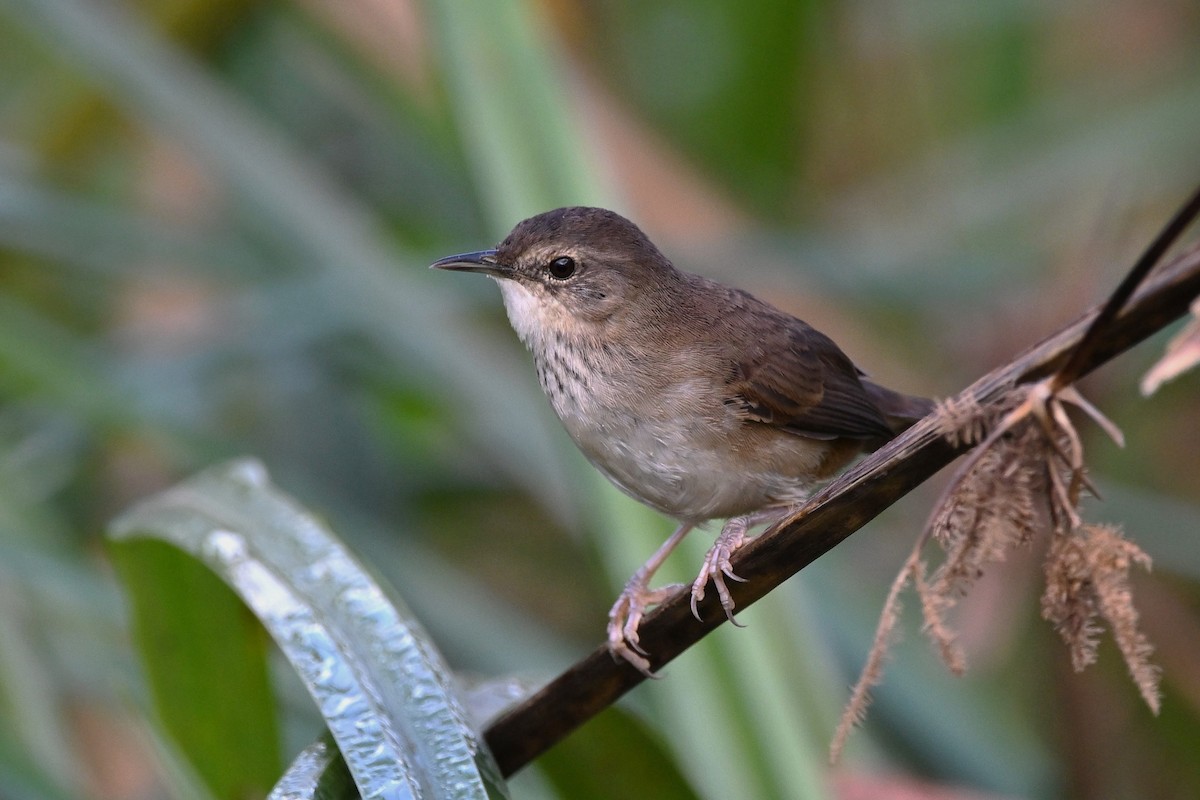 Highland Rush Warbler - Adarsh Nagda