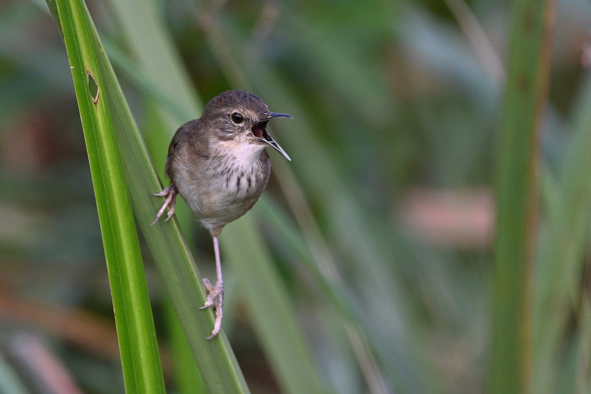 Highland Rush Warbler - ML615572723