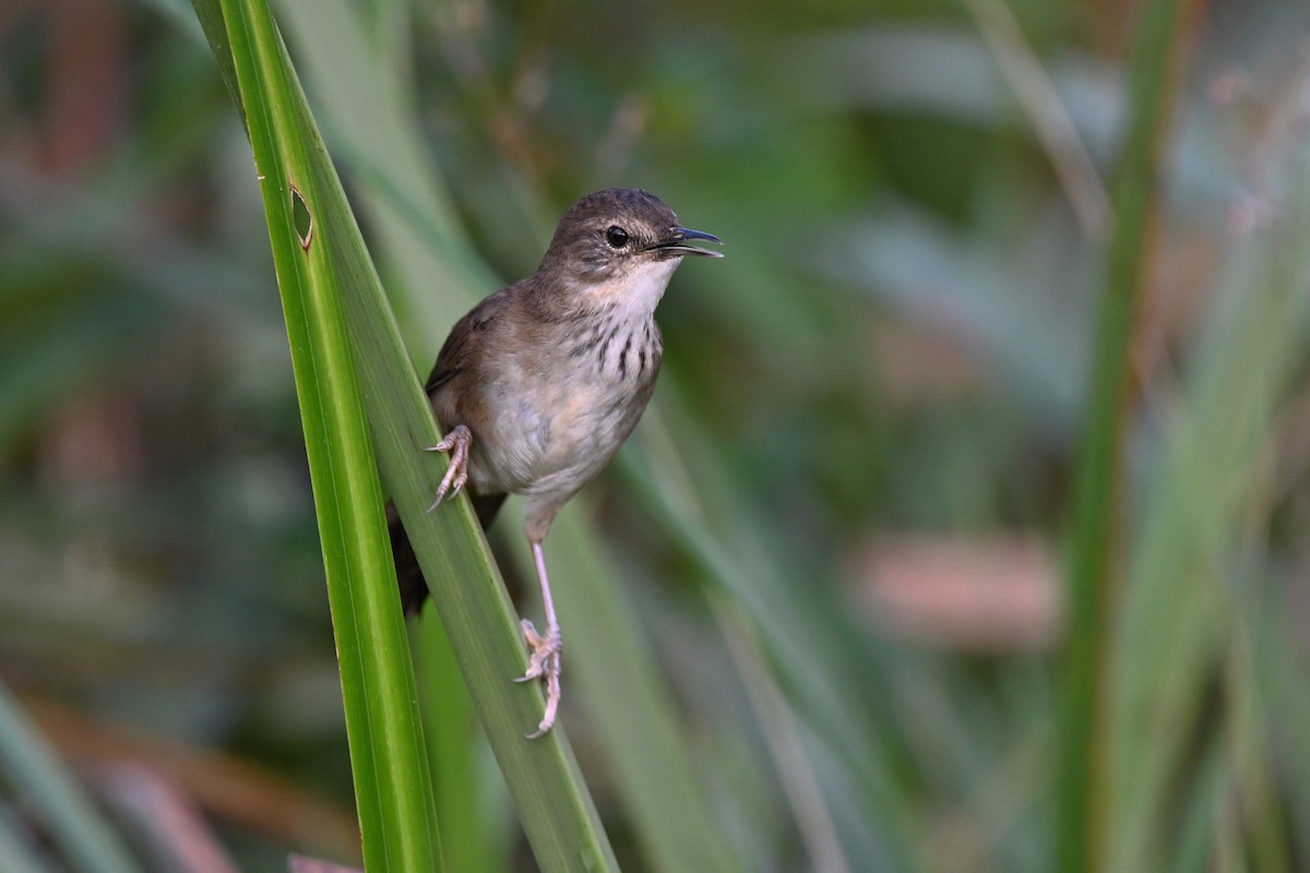 Highland Rush Warbler - ML615572724