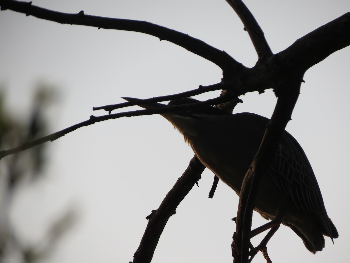 Striated Heron - Anonymous