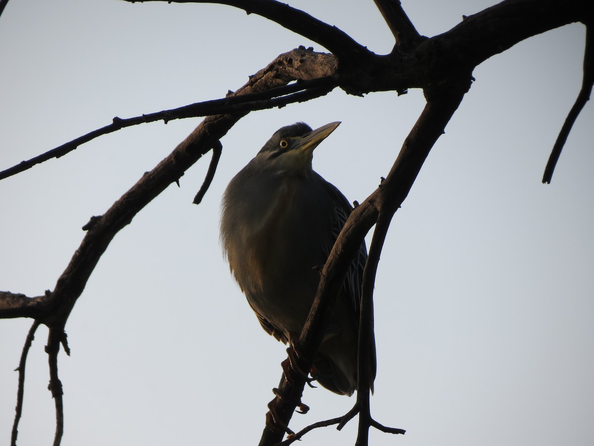 Striated Heron - ML615572783