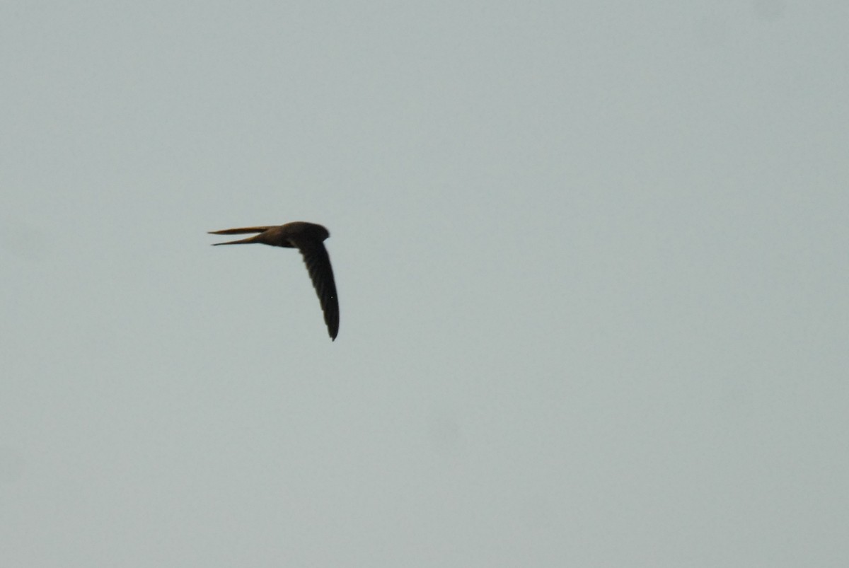 African Palm Swift - Antoni Karolak