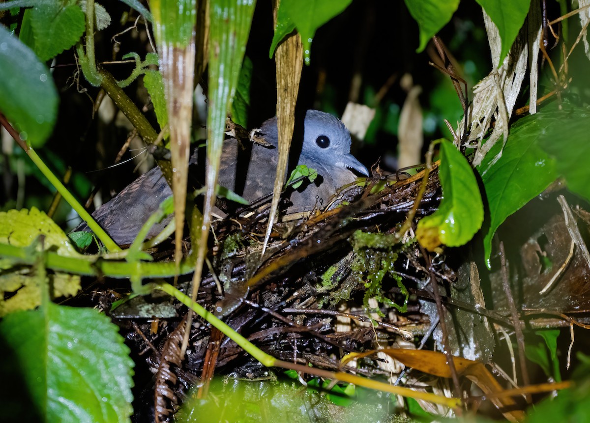 holub šedoprsý - ML615572811