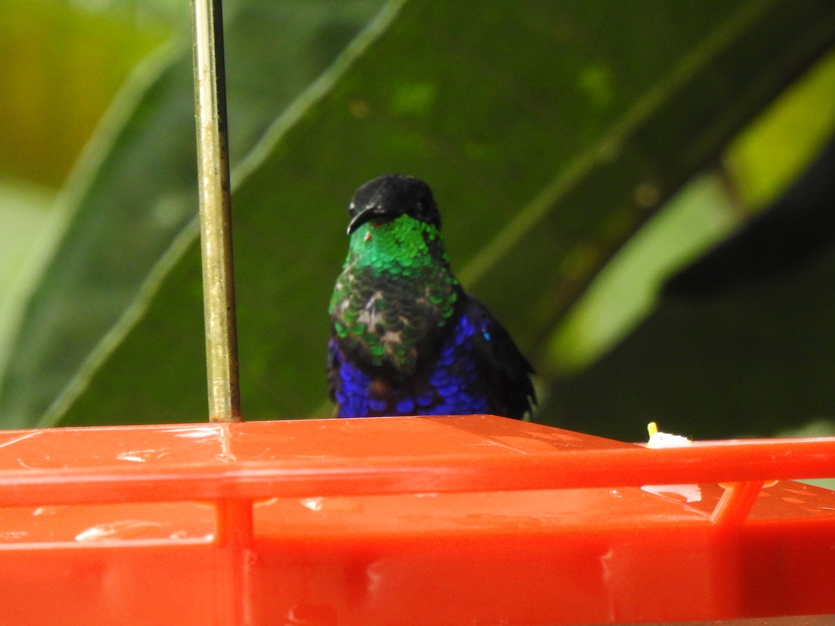 kolibřík nymfový - ML615572818