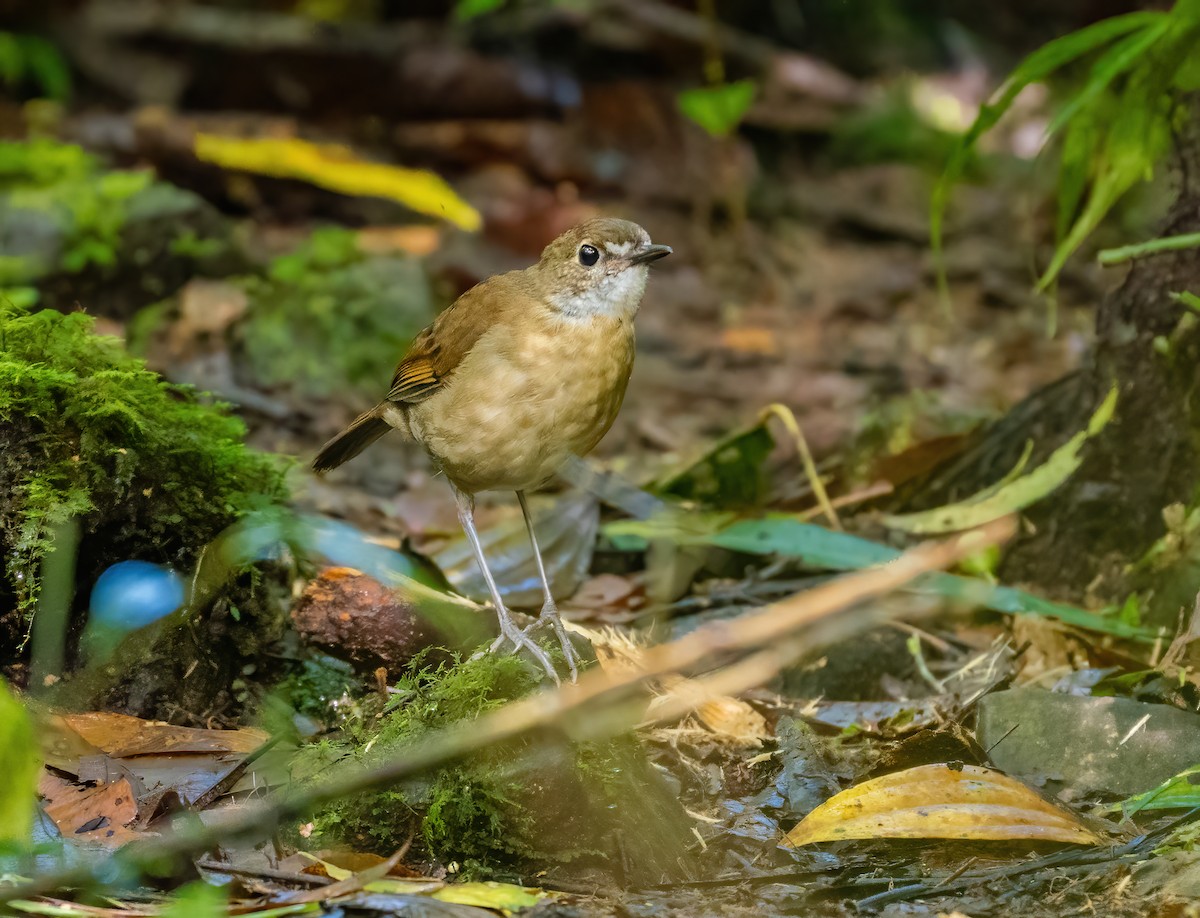 Lesser Ground-Robin - ML615572827