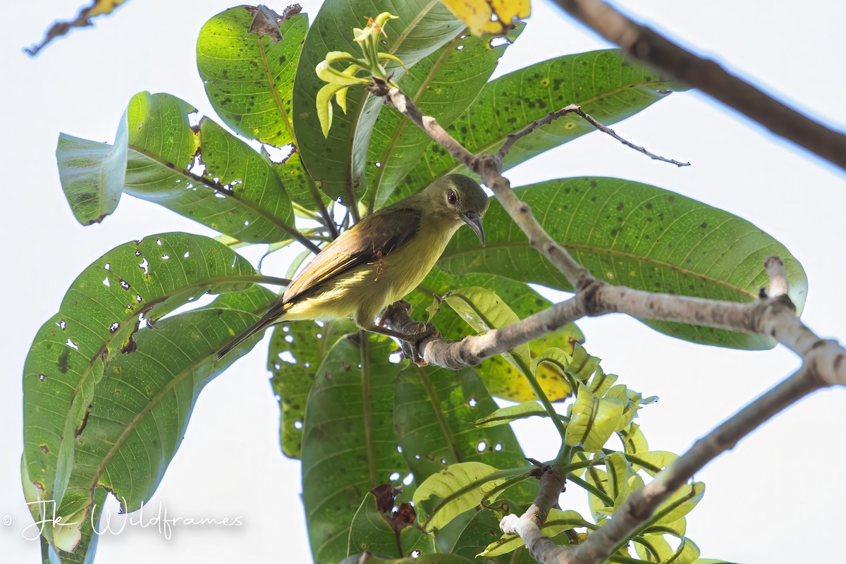 Brown-throated Sunbird - ML615572832