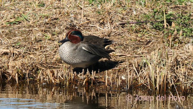 Green-winged Teal (Eurasian) - ML615572833