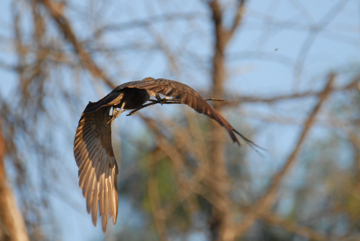 Hamerkop - Antoni Karolak