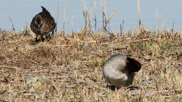 Green-winged Teal (Eurasian) - ML615572859