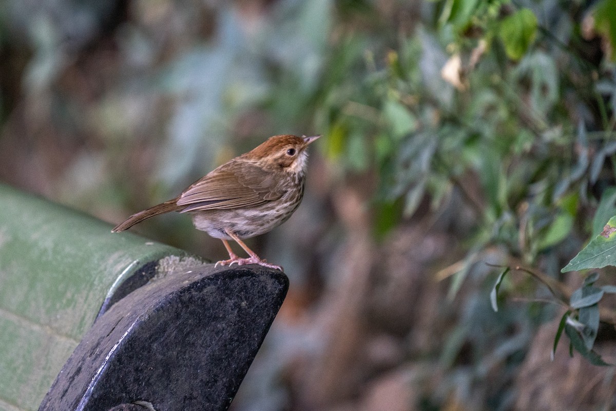 Puff-throated Babbler - ML615572870