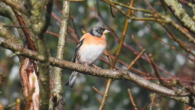 Brambling - ML615572872