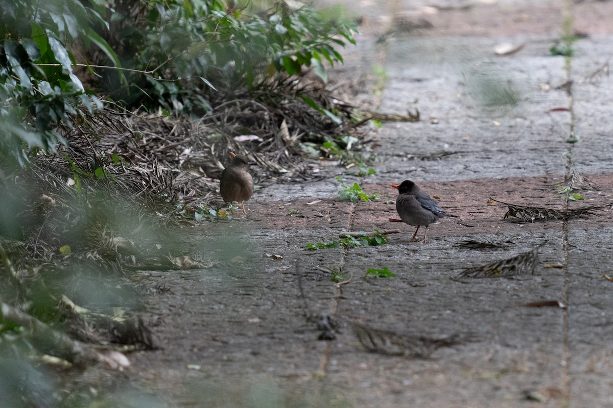 Indian Blackbird - ML615572877