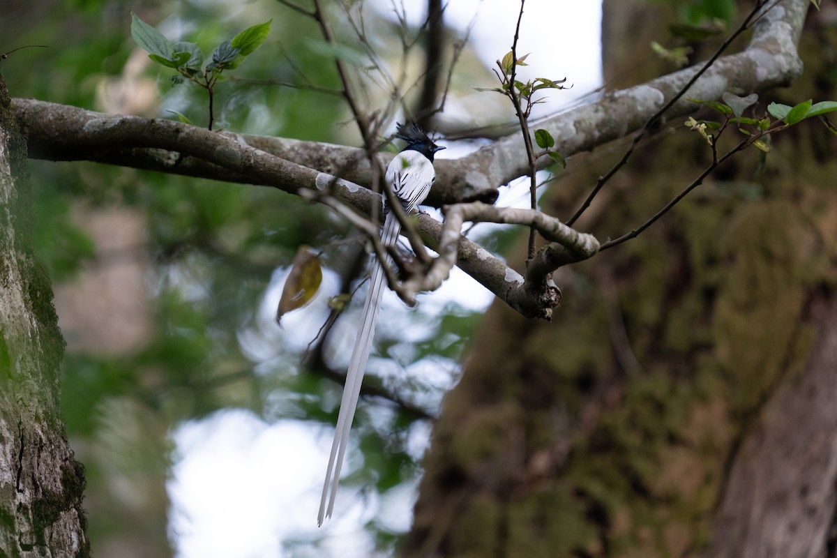 Indian Paradise-Flycatcher - ML615572887