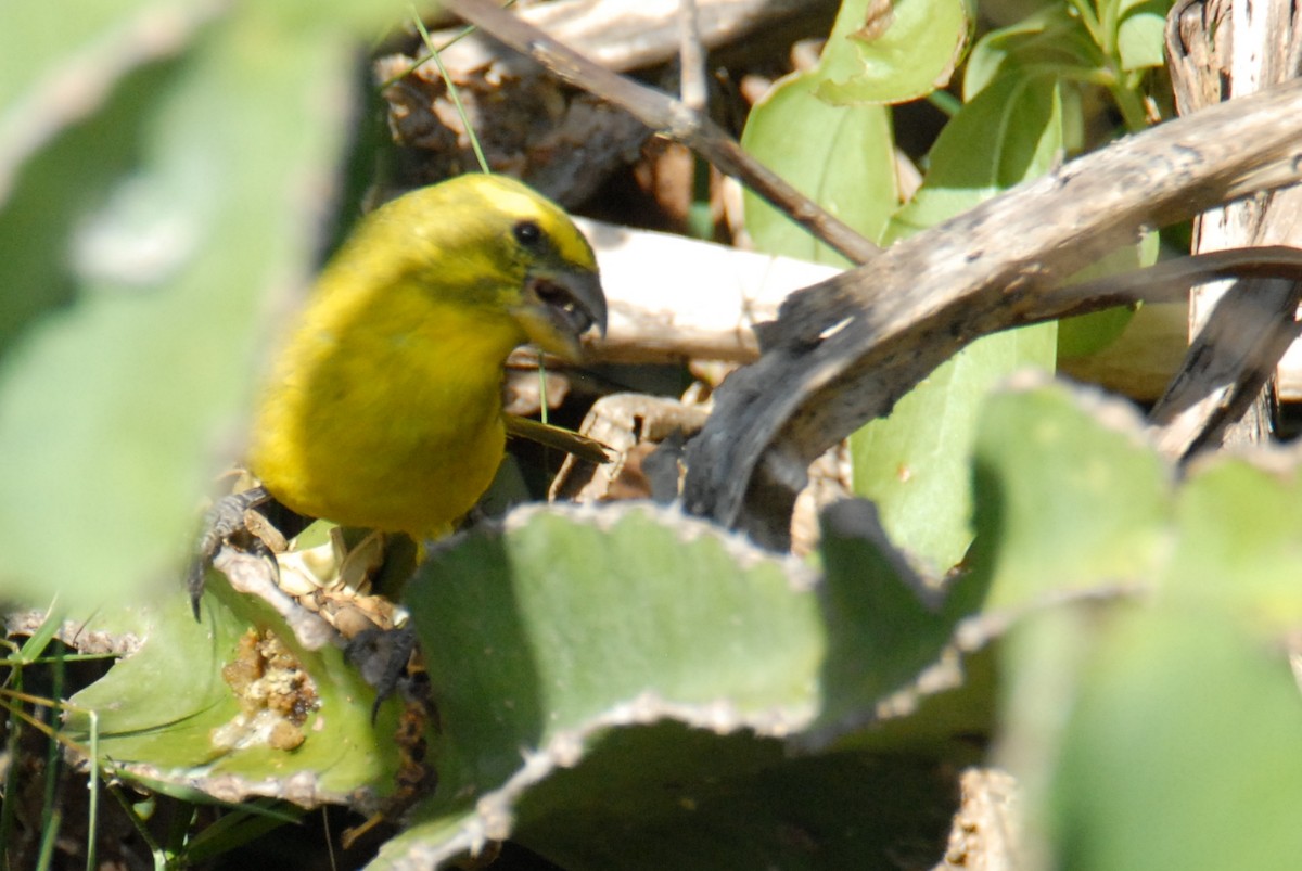 Brimstone Canary - Antoni Karolak