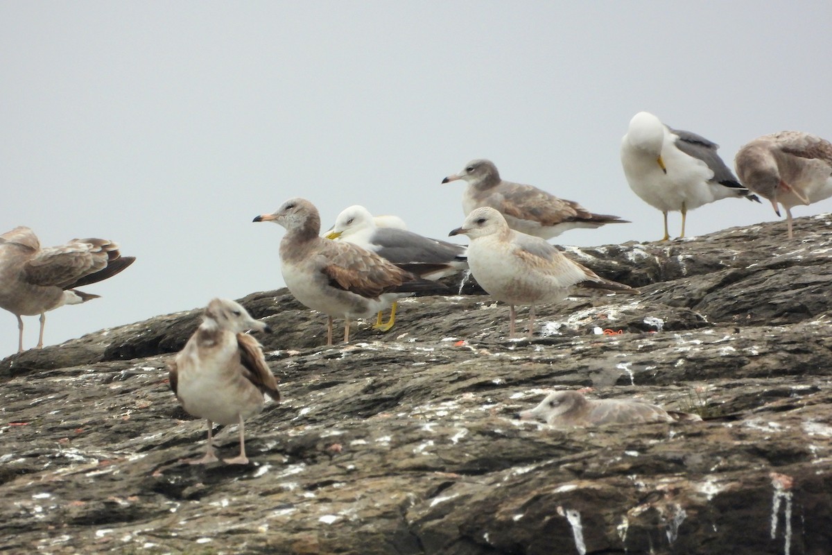 Common Gull - ML615572903