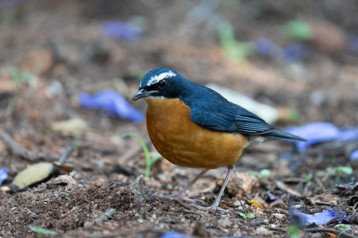 Indian Blue Robin - ML615572905