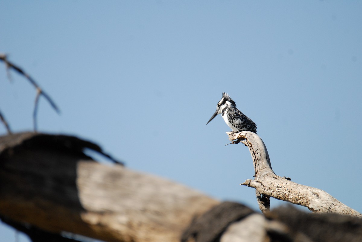 Pied Kingfisher - ML615572906