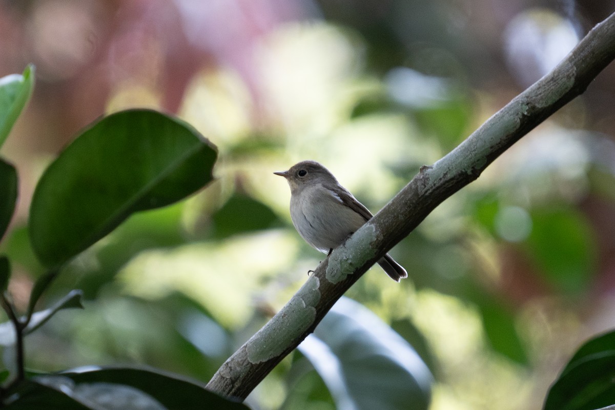 Red-breasted Flycatcher - ML615572914