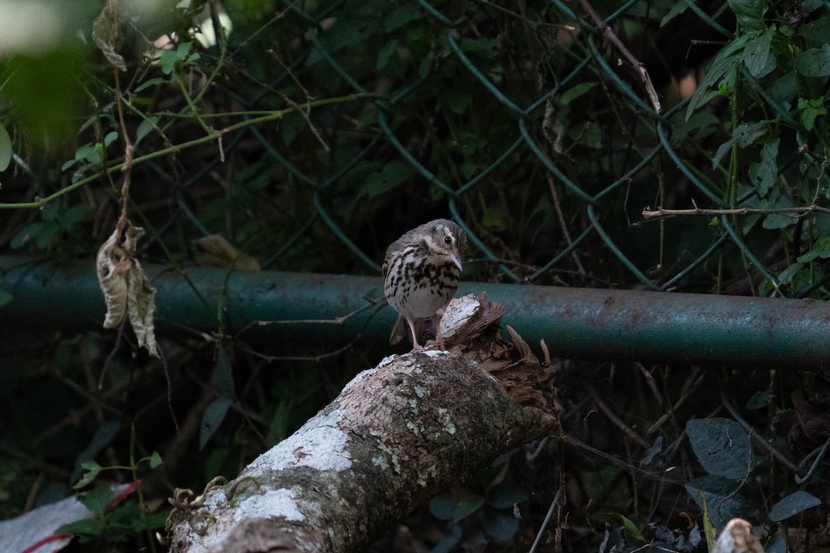 Olive-backed Pipit - ML615572924