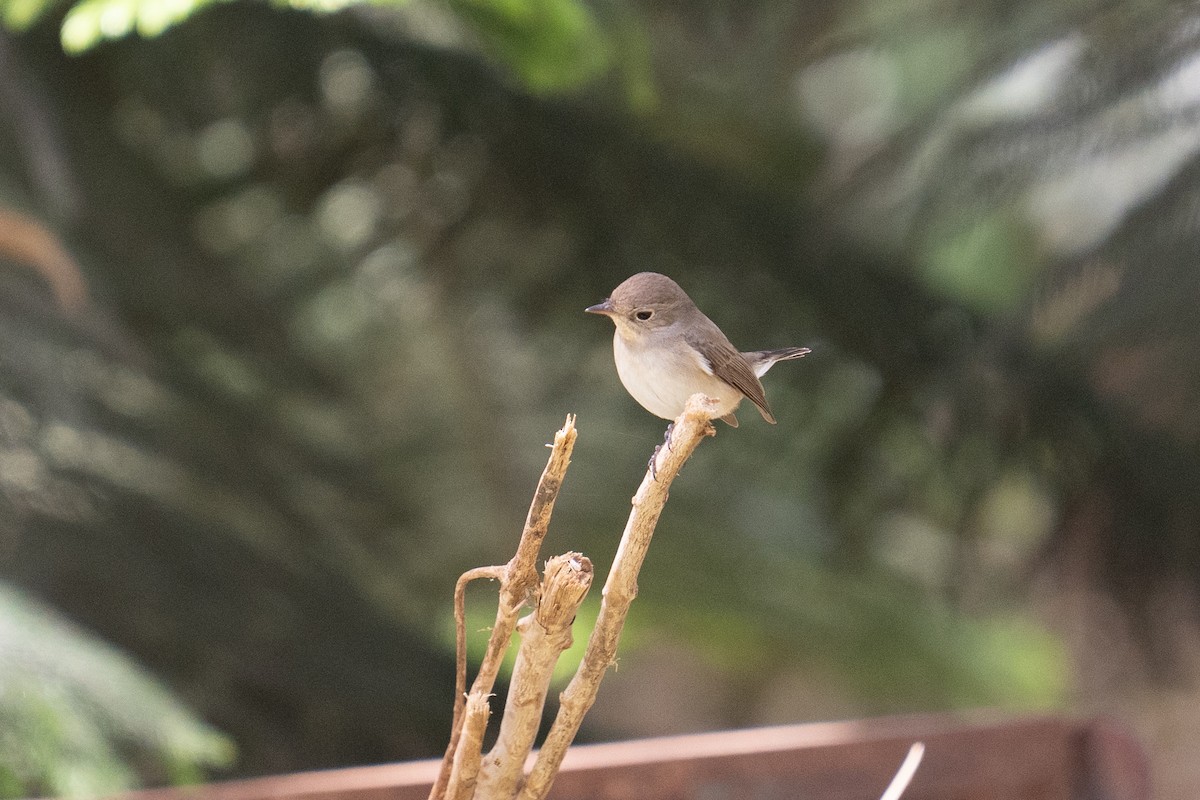 Red-breasted Flycatcher - ML615572926