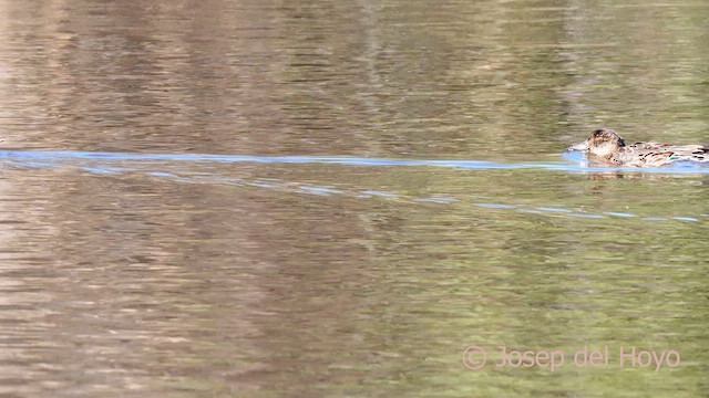 Green-winged Teal (Eurasian) - ML615572929