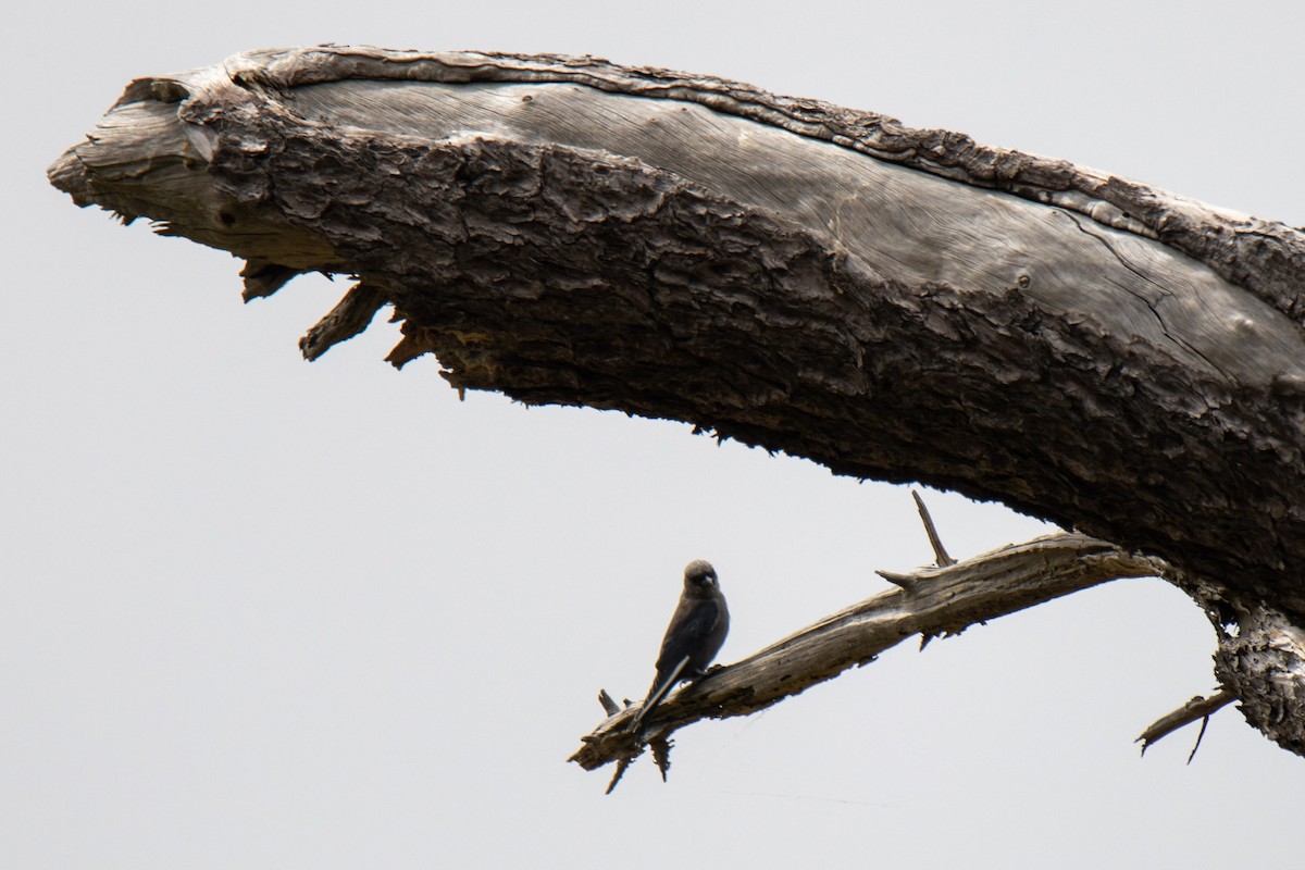 Dusky Woodswallow - ML615572934