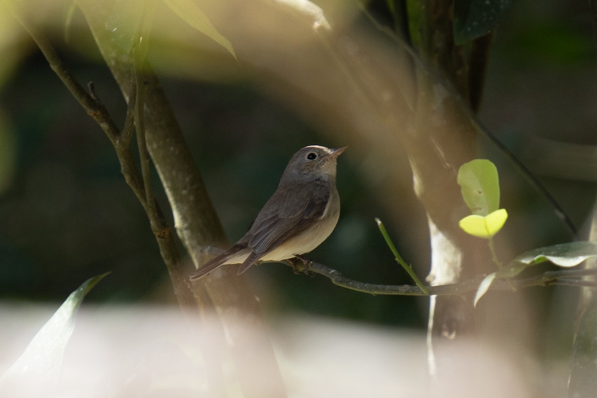 Red-breasted Flycatcher - ML615572962